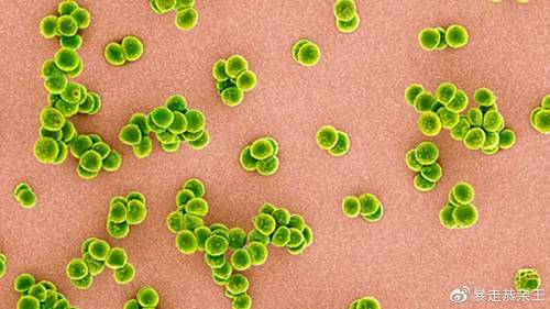 MRSA（耐甲氧西林金黄色葡萄球菌）